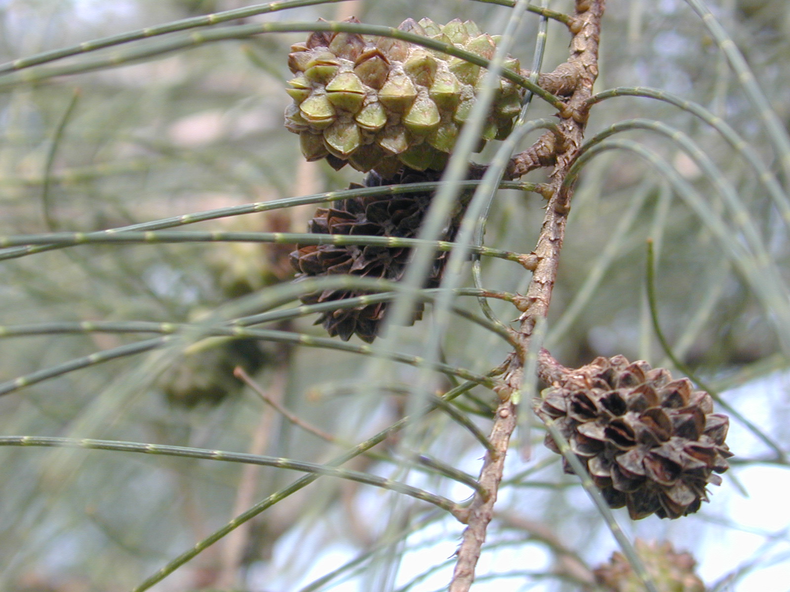 Casuarina equisetifolia fruits