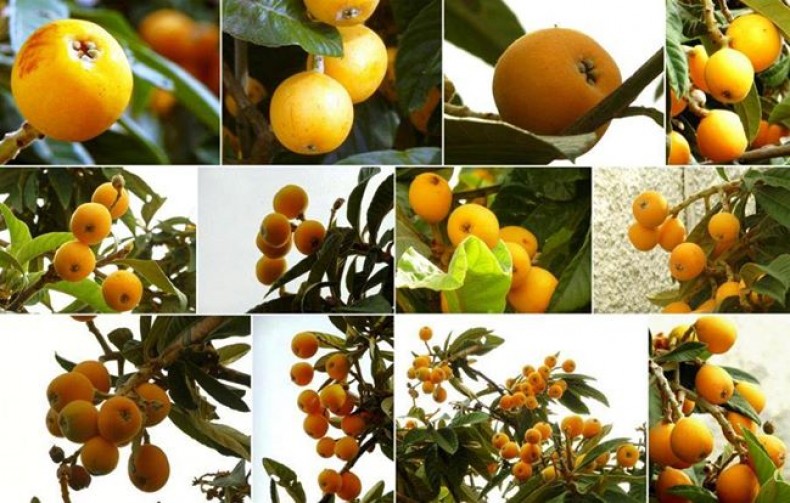 Loquat Goodness