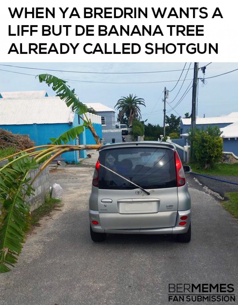 Banana Tree Finds Shotgun, Bredrin Disappointed 