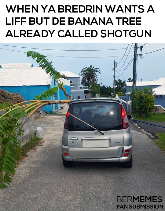Banana Tree Finds Shotgun, Bredrin Disappointed 